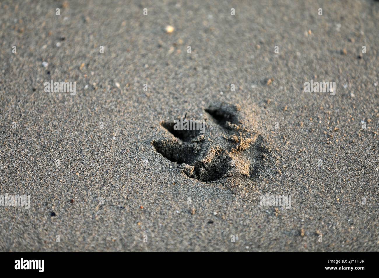 Dog paw claw in the sand Stock Photo
