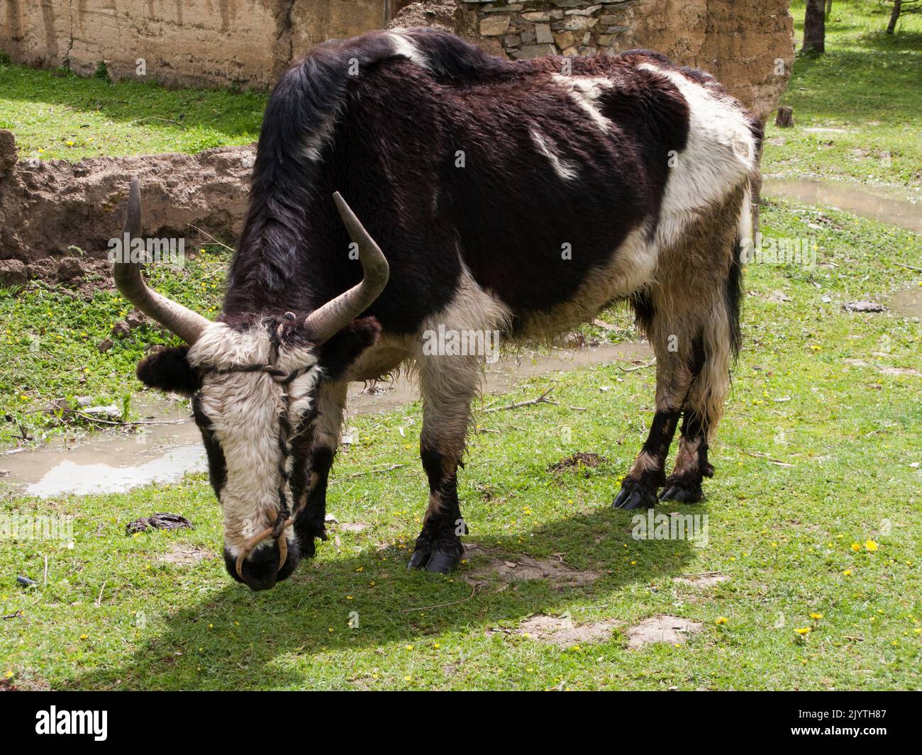 A domesticated Yak domestic animal herbivore owned by ethnic Tibetan people, in summer