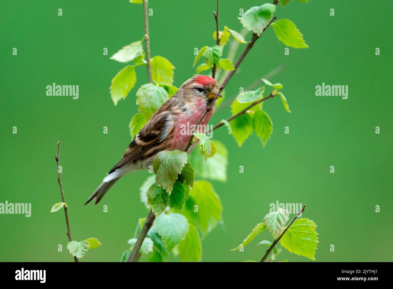 Lesser redpol (Acanthis flammea) perched in a tree, England Stock Photo
