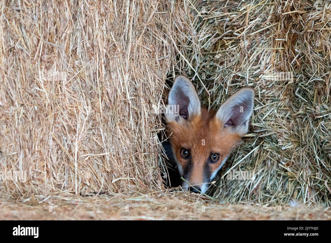 Red fox (Vulpes vulpes) coming out his den in Hay barn, England Stock Photo