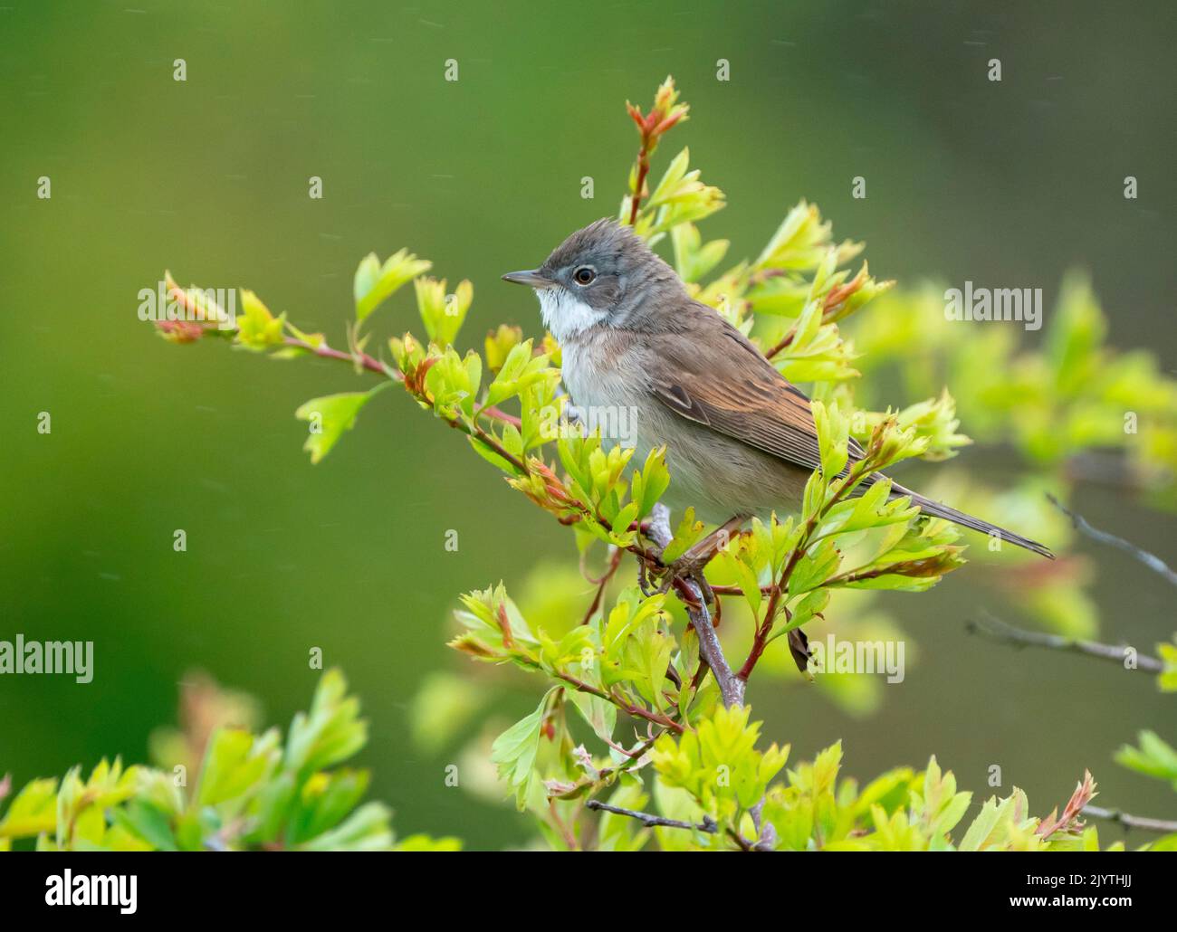 Whitethroat (Sylvia communis) perched in a tree, England Stock Photo