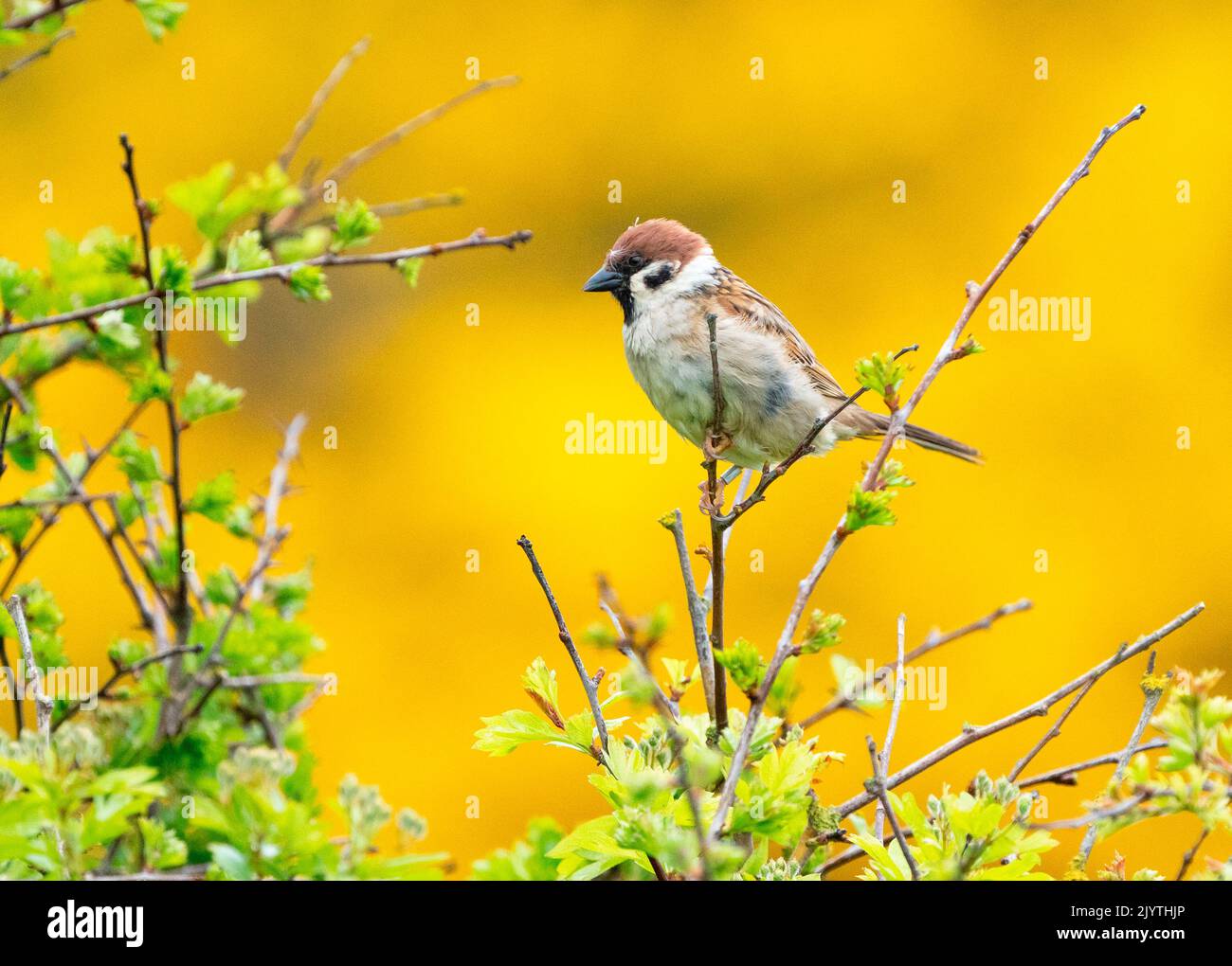 Tree sparrow (Passer montanus) perched on a branch, England Stock Photo