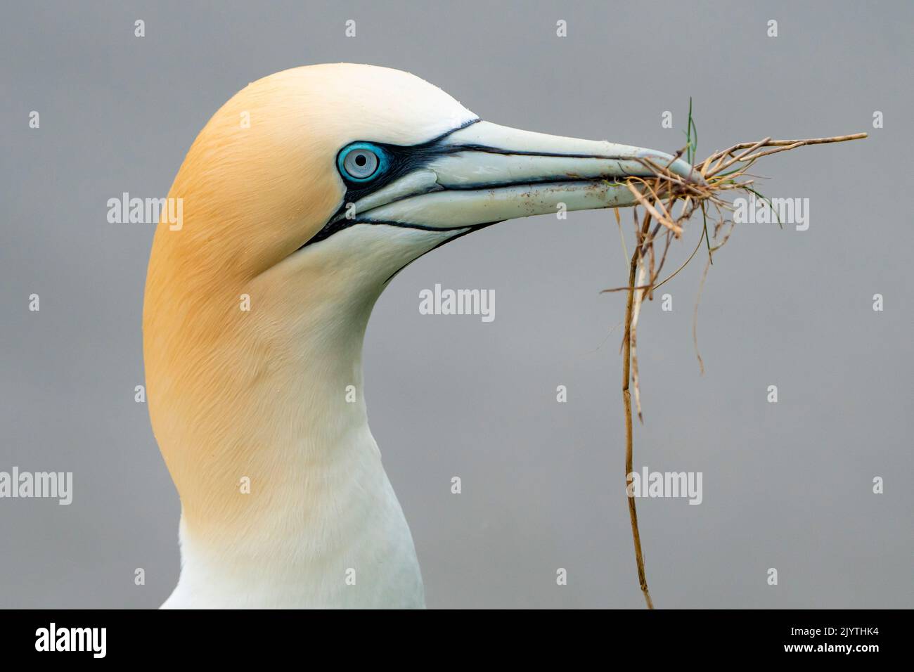 Gannet (Morus bassanus) collecting nesting material, England Stock Photo