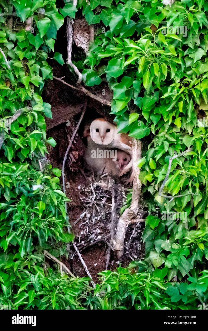 Barn owl (Tyto alba) adult with young in the besting hole, England Stock Photo