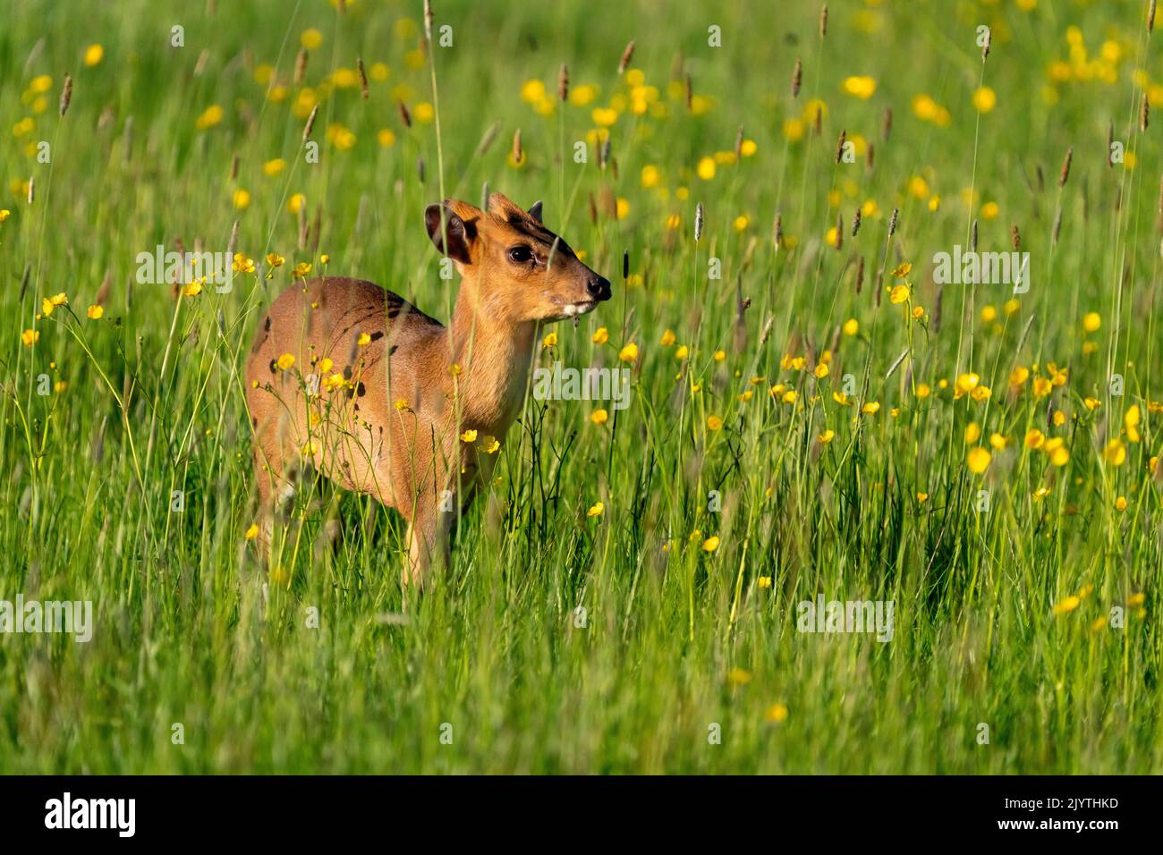 Muntjack deer (Muntiacus reevesi) amongst buttercups (Ranunculus sp), England Stock Photo
