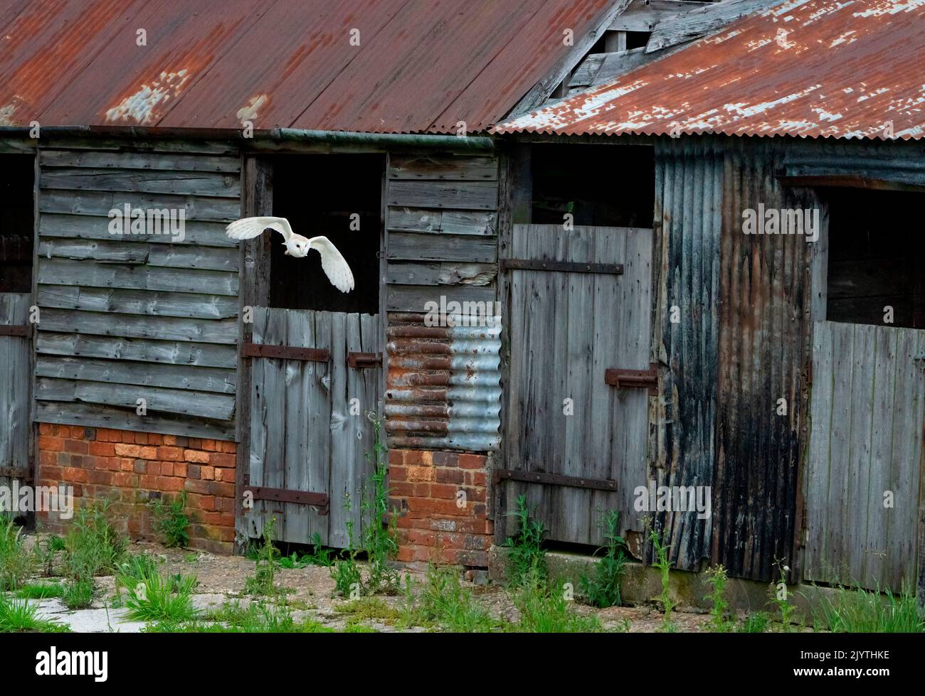 Barn owl (Tyto alba) coming out of an old barn, England Stock Photo
