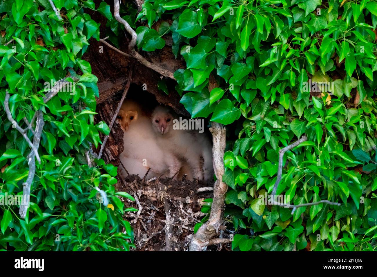 Barn owl (Tyto alba) youngs in the nesting hole, England Stock Photo