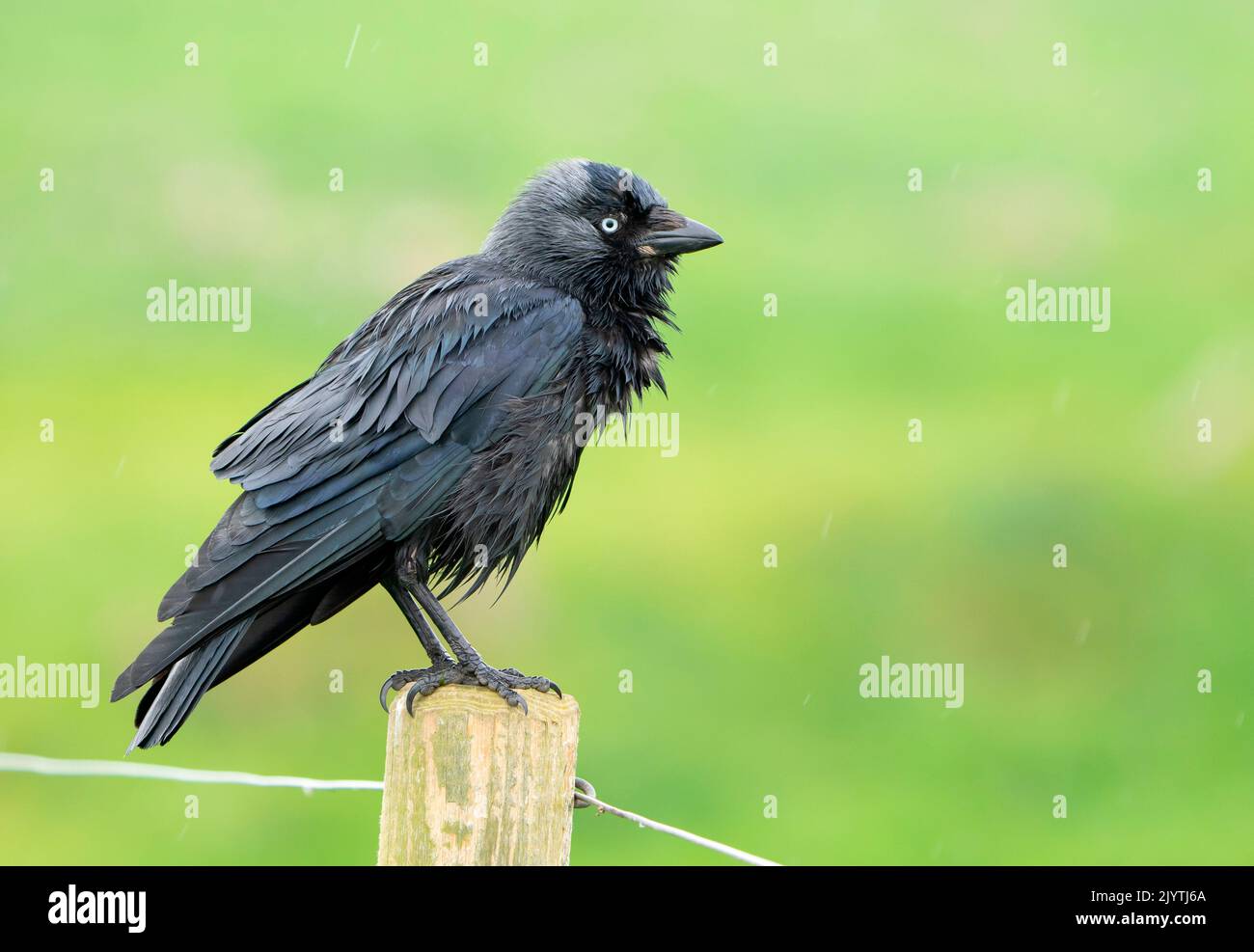 Jackdaw (Corvus monedula) perched on a fence post, England Stock Photo