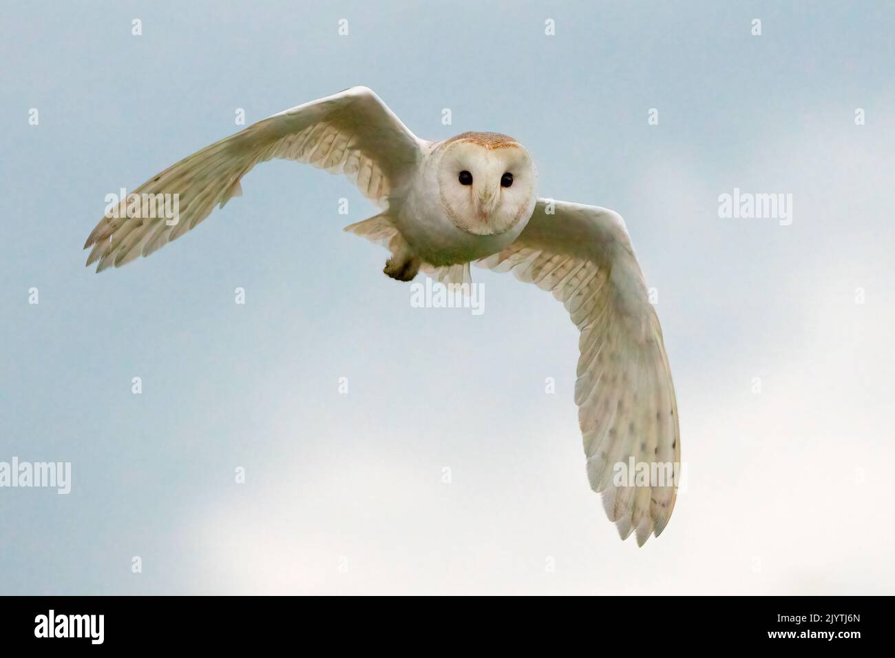 Barn owl (Tyto alba)in flight at sunset, England Stock Photo