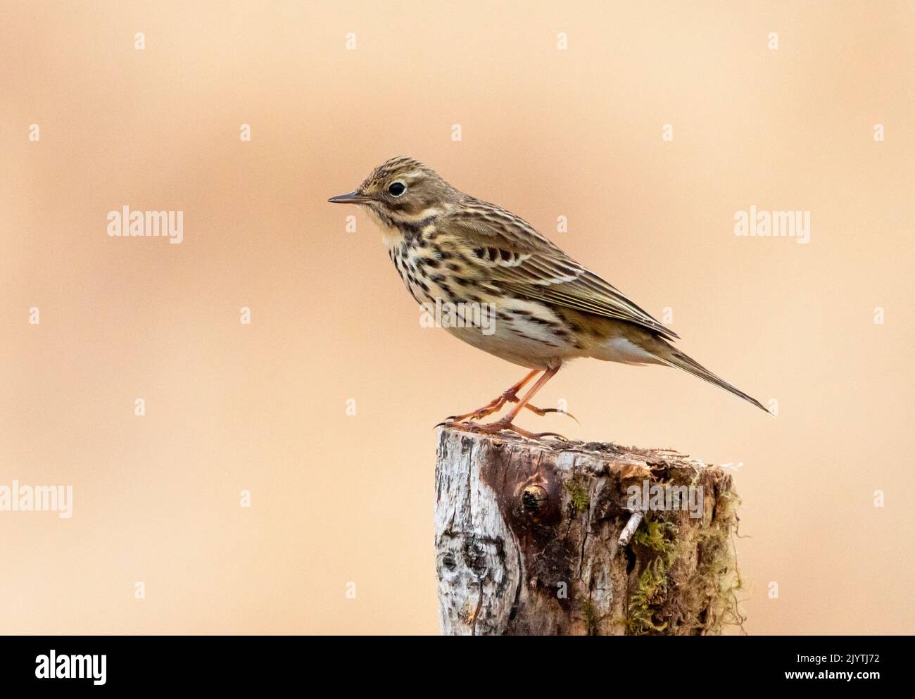 Meadow pipit (Anthus pratensis) perched on a post, England Stock Photo