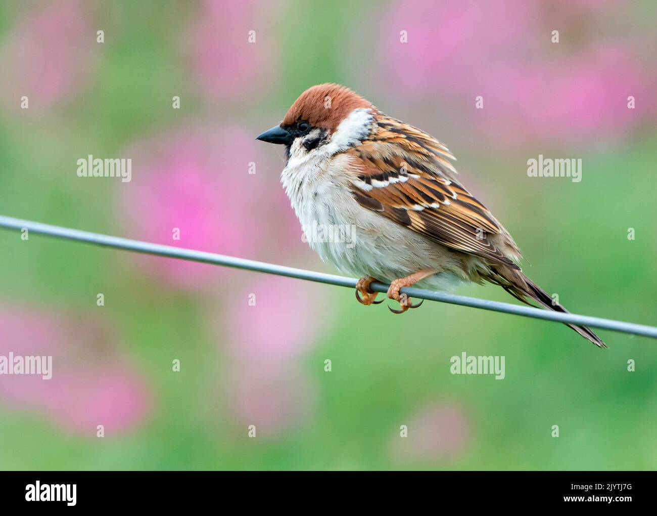 Tree sparrow (Passer montanus) perched on a wire, England Stock Photo
