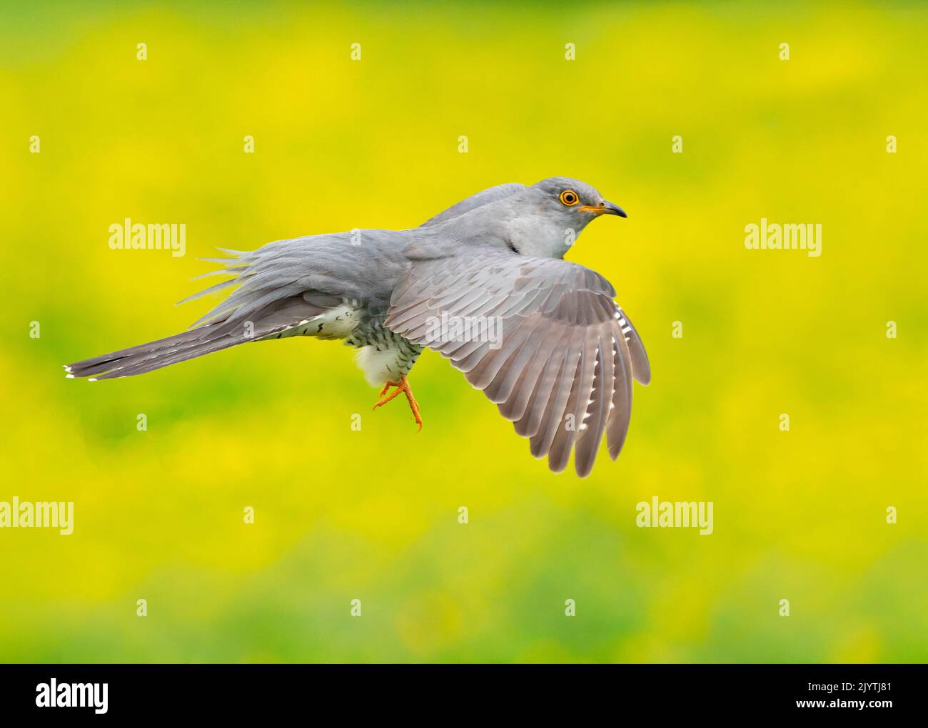 Cuckoo (Cuculus canorus) displaying in flight, england Stock Photo
