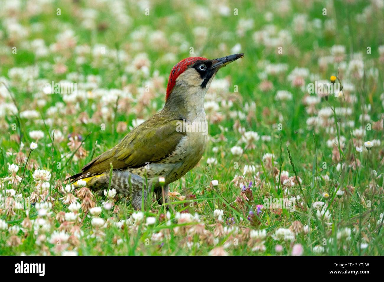 Green woodpecker (Picus viridis) looking for food amongst flowers, England Stock Photo