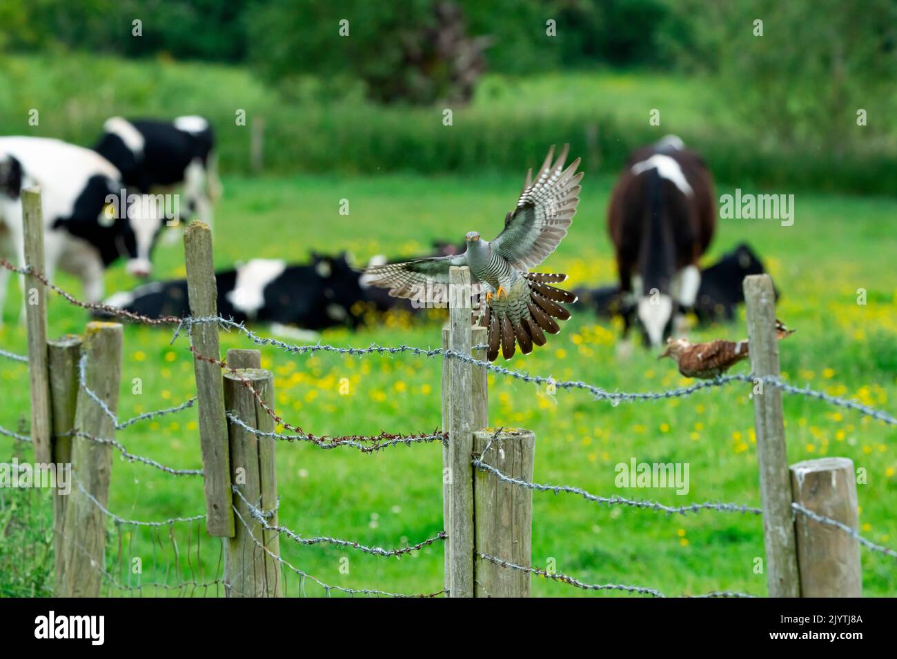Cuckoo (Cuculus canorus) in flight, England Stock Photo