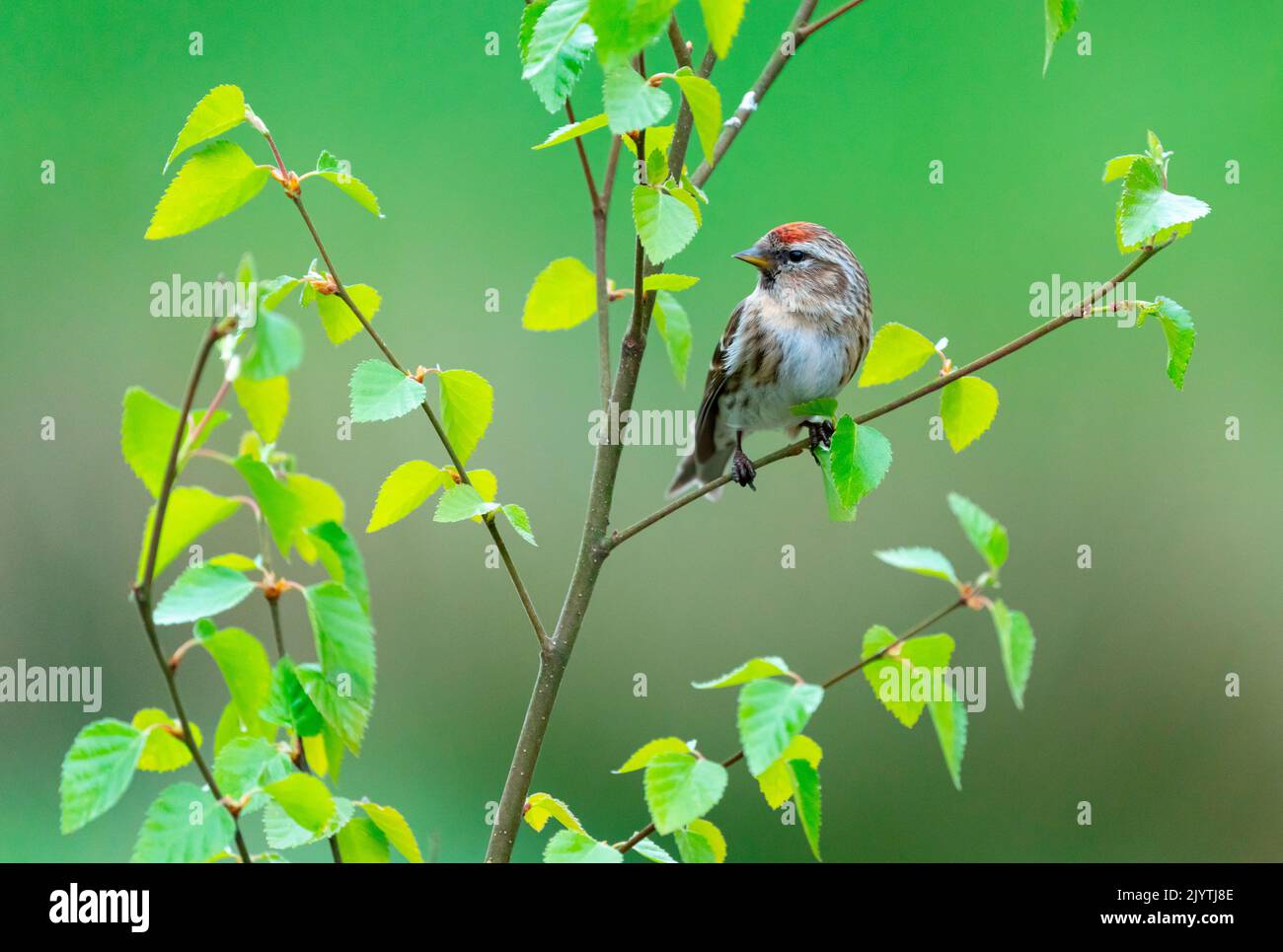 Lesser redpol (Acanthis flammea) perched on a branch, England Stock Photo