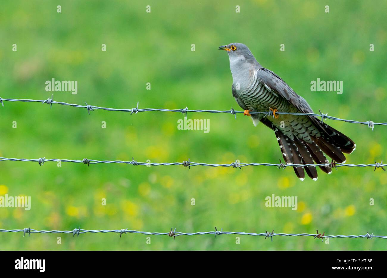 Cuckoo (Cuculus canorus) perched on a barbed wire, England Stock Photo