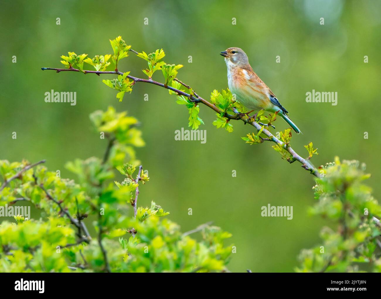 Linnet (Linaria cannabina) displaying from a tree, England Stock Photo
