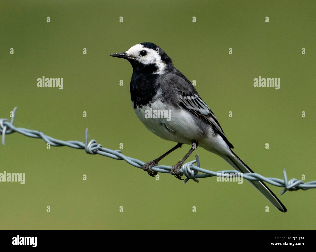 Pied wagtail (Motacilla alba) perched on a barbed wire, England Stock Photo