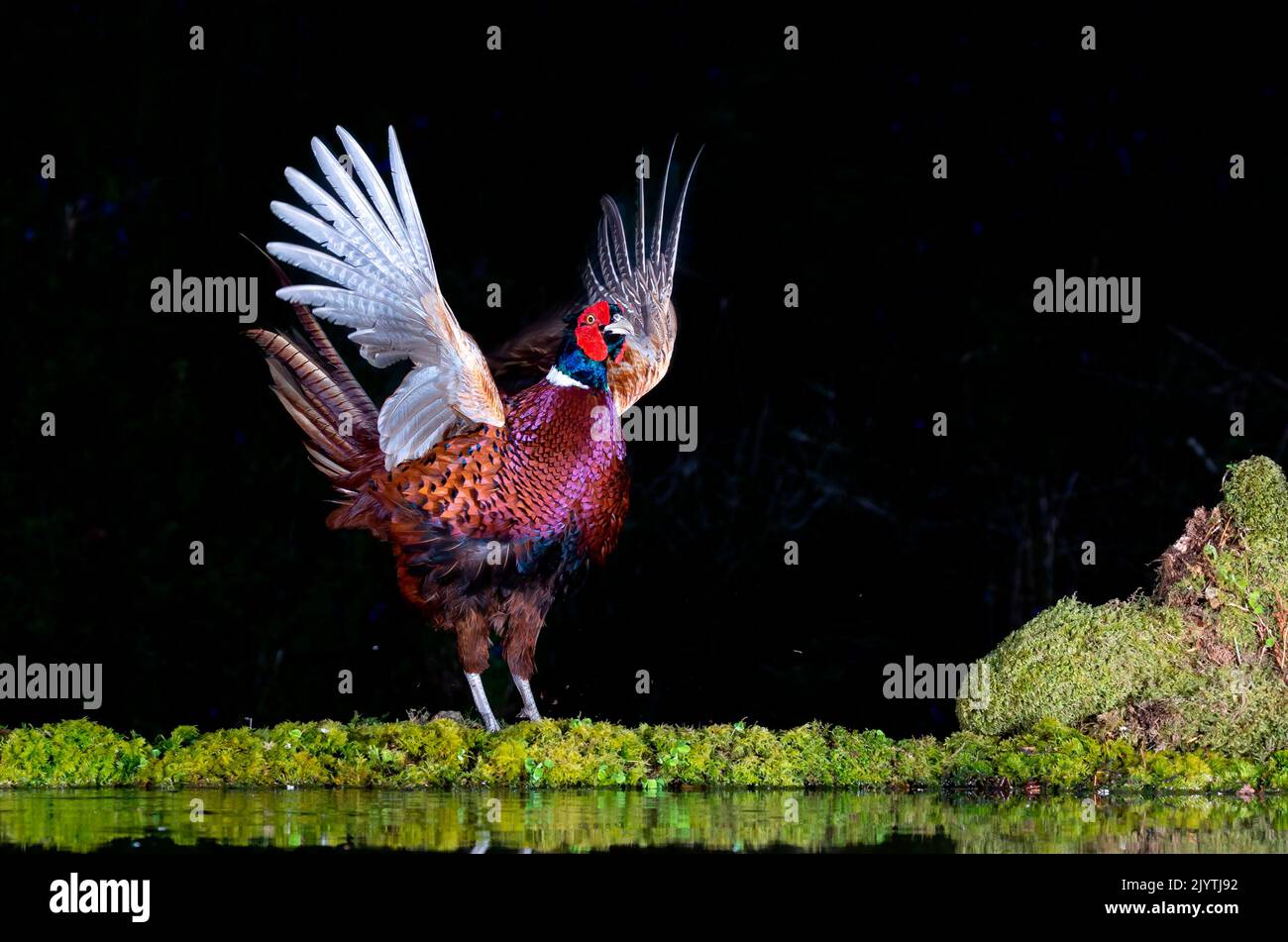 Pheasant (Phasianus colchicus) displaying, England, England Stock Photo