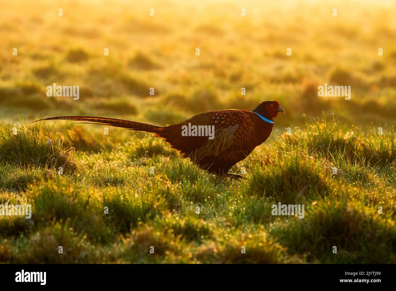 Pheasant (Phasianus colchicus) walking in the mist at sunrise, England Stock Photo