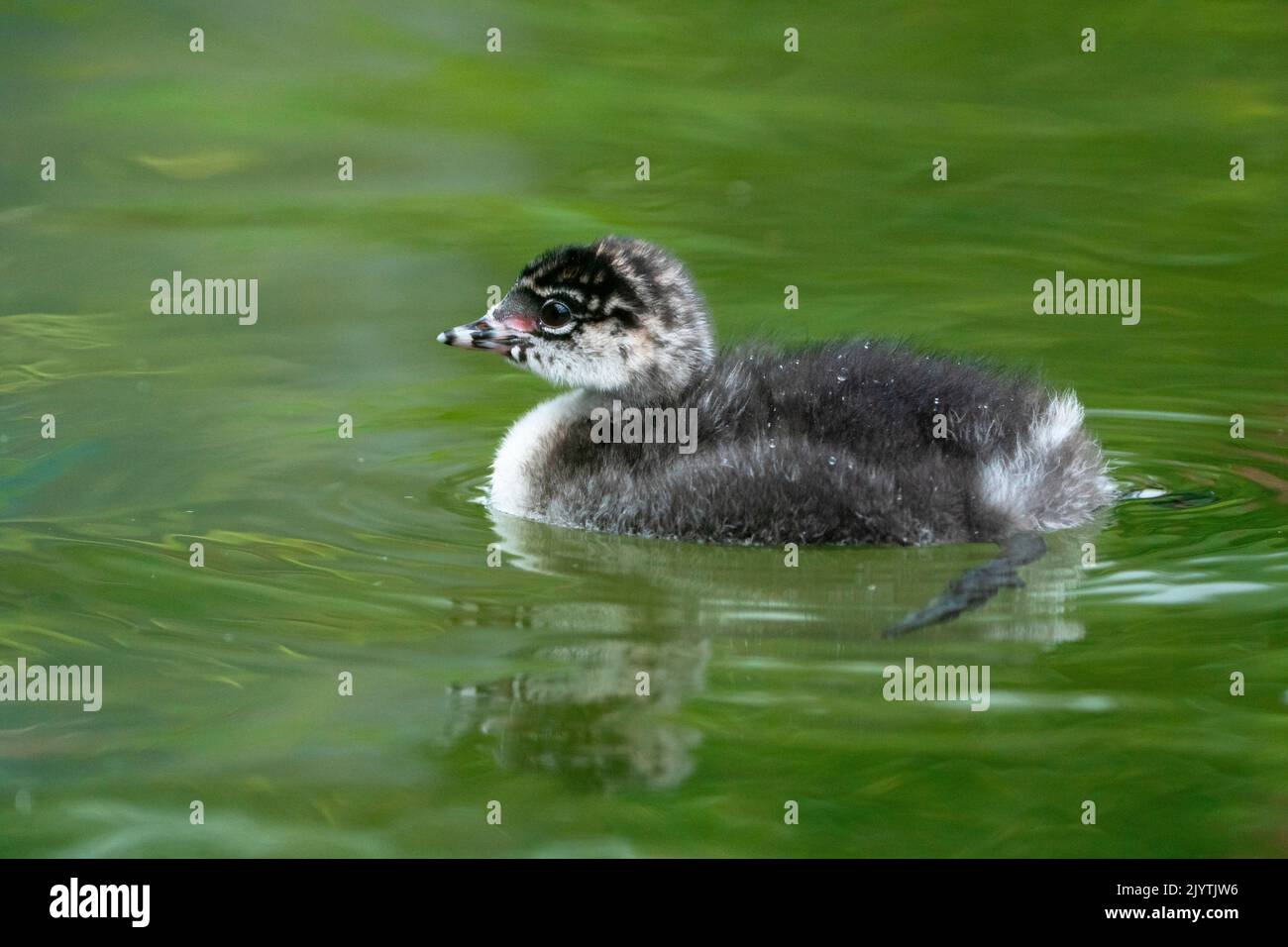 Black-necked grebe (Podiceps nigricollis) chick swiming, England Stock Photo