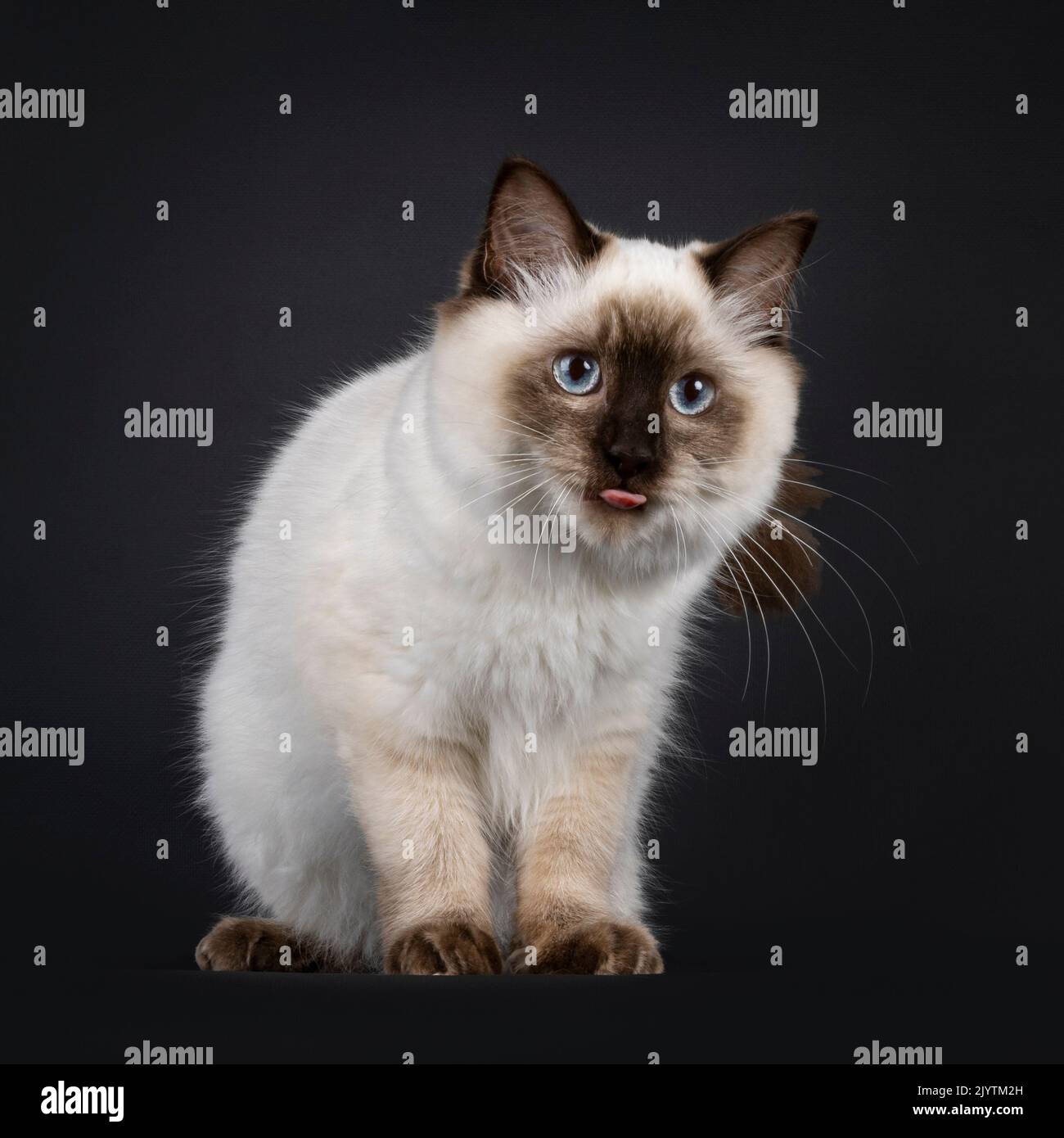 Fluffy young seal point ragdoll cat, sitting up side ways. Looking away camera with light blue eyes ad sticking out pink tongue. Isolated on a black b Stock Photo