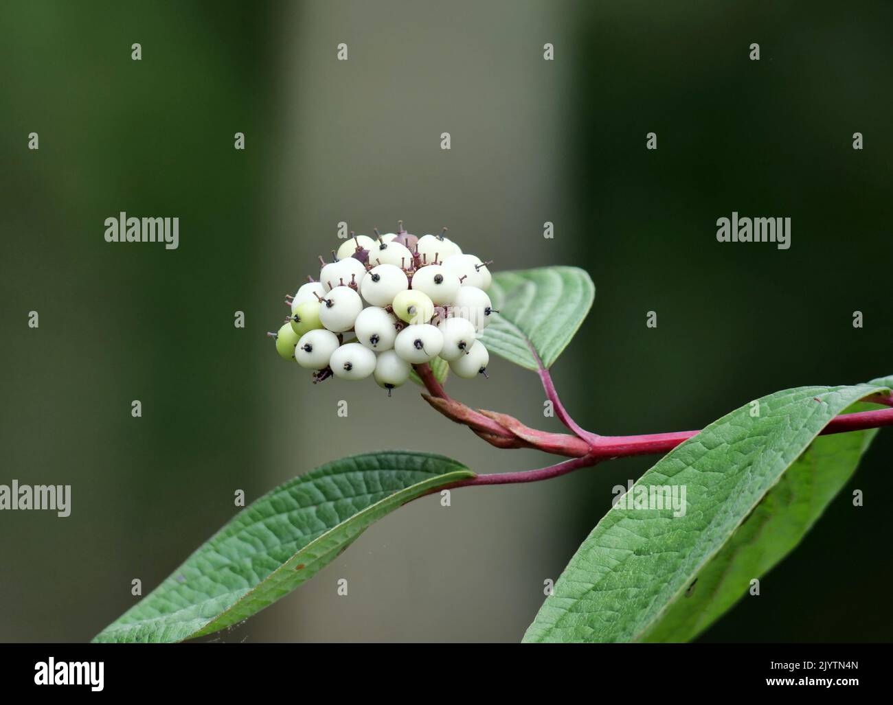 White berries on red stems with green leaves Stock Photo