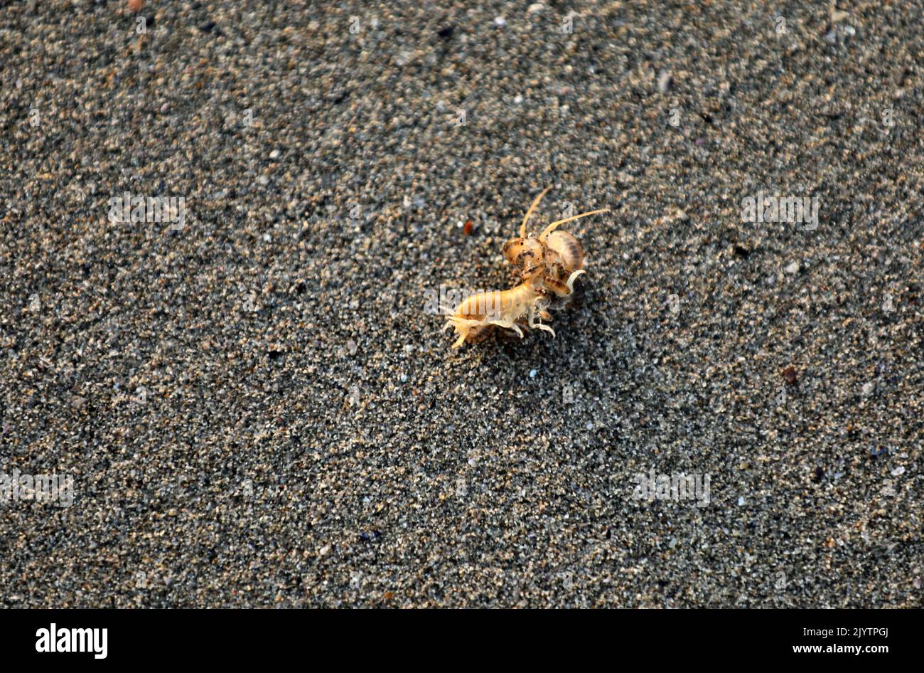 Beach flea on a beach in Brittany Bretagne Stock Photo