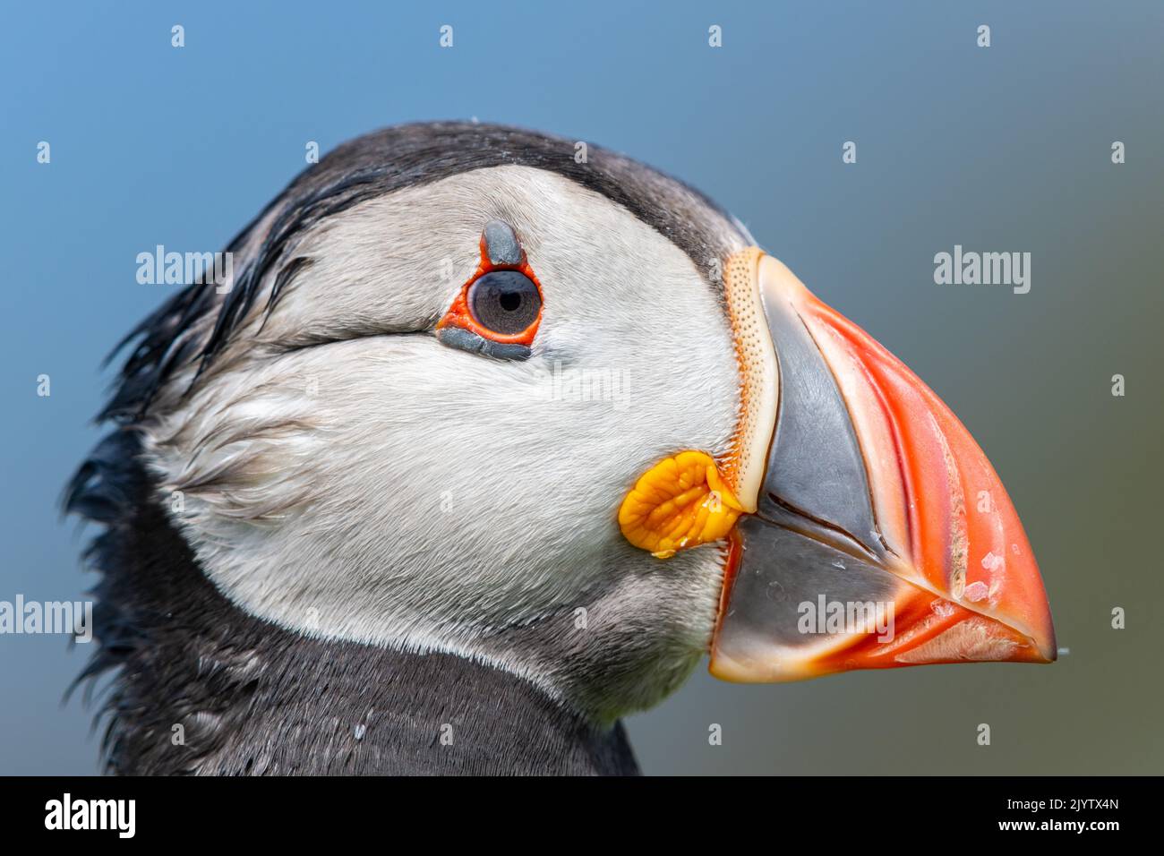 Portrait of a Puffin on the Isle of Lunga (Treshnish Isles, Inner Hebrides), Scotland, UK. Also called Atlantic Puffin, Fratercula Arctica Stock Photo