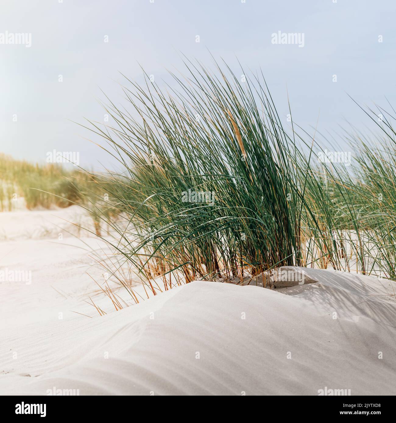 Close-up of dune grass in sand on the coast of the North Sea Stock Photo