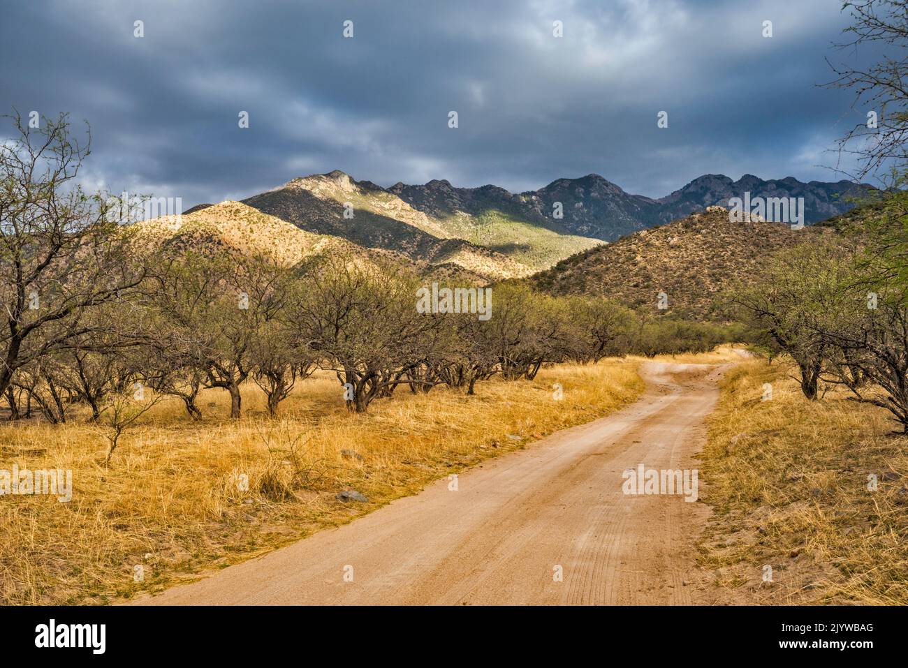 Santa Rita Mountains, view from Proctor Road (Forest Road 781), Madera