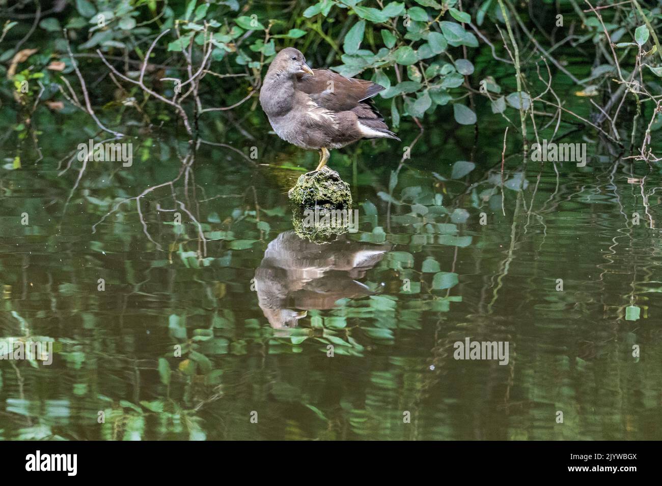 Juvenile Moorhen perched on an old tree stump in the water. Stock Photo