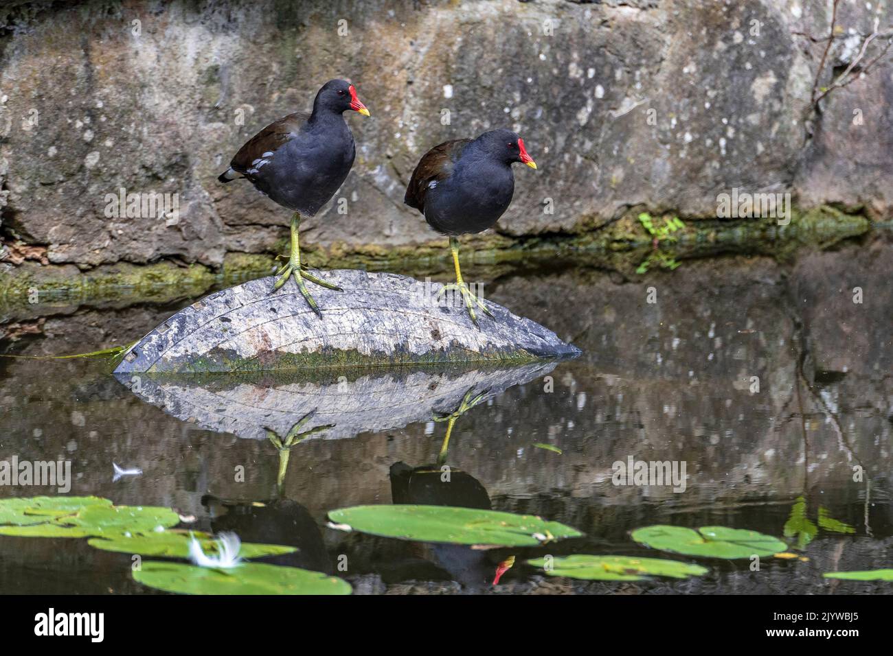 A pair of Moorhen perching on an old tyre in canal water. Stock Photo