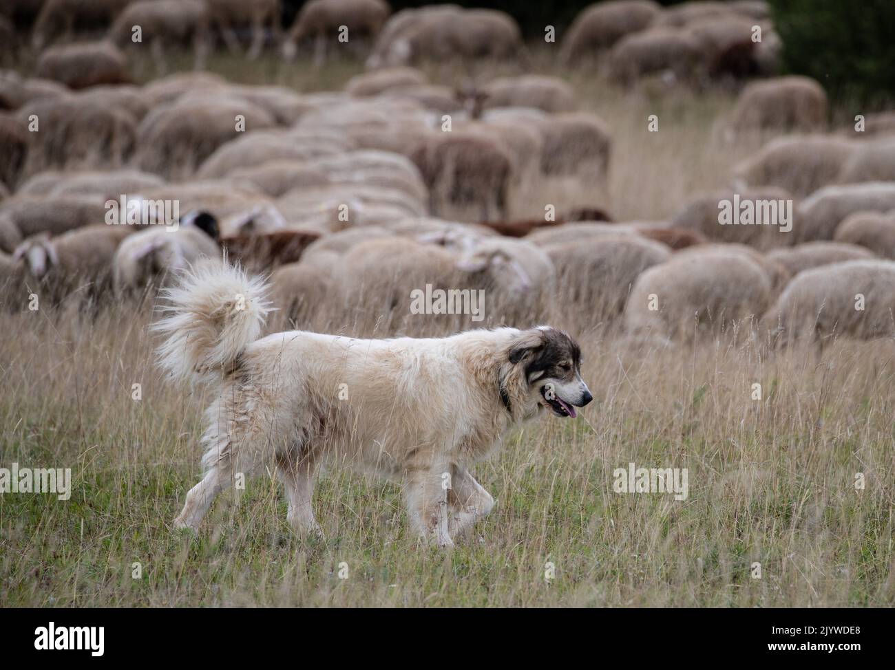 Wolf among sheep hi-res stock photography and images - Alamy