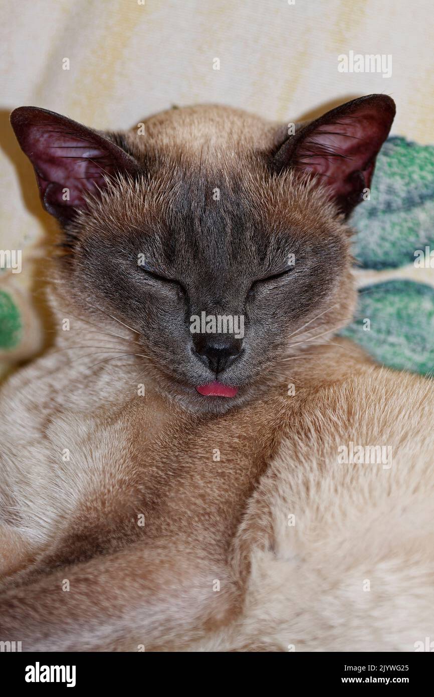 Tonkinese cat, little pink tongue showing, eyes closed, pet, pure bred, feline, animal, PR Stock Photo