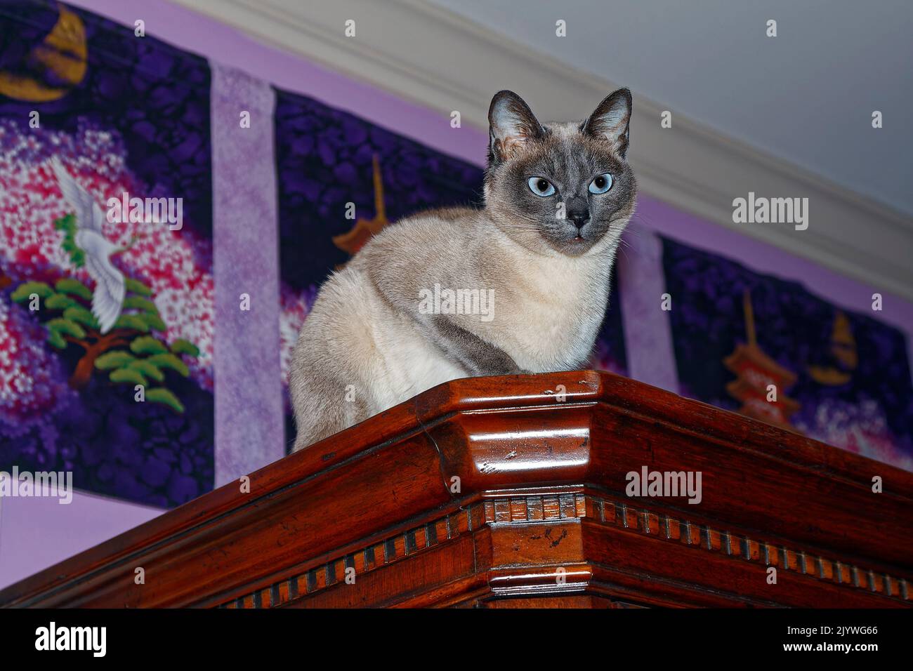 Tonkinese cat looking down from high chest, ceiling height, inquisitive, pet, pure bred, feline, animal, PR Stock Photo