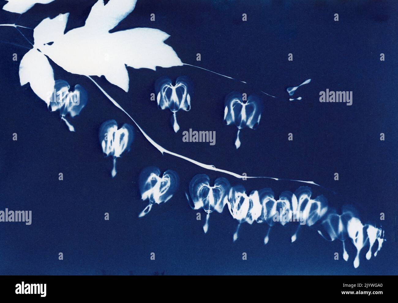 Wet cyanotype print, Amaranthus caudatus, bleeding heart floer contact print, alternative photography process Stock Photo