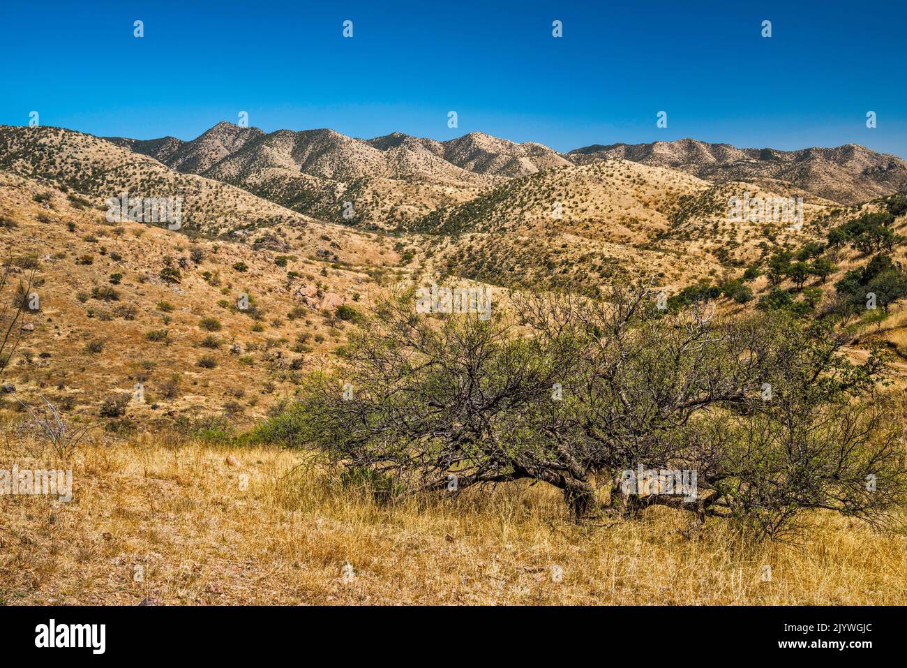 Old mesquite tree in rangeland, view from Bull Springs Road, Santa Rita Mountains, Josephine Peak on left, Coronado National Forest, Arizona, USA Stock Photo