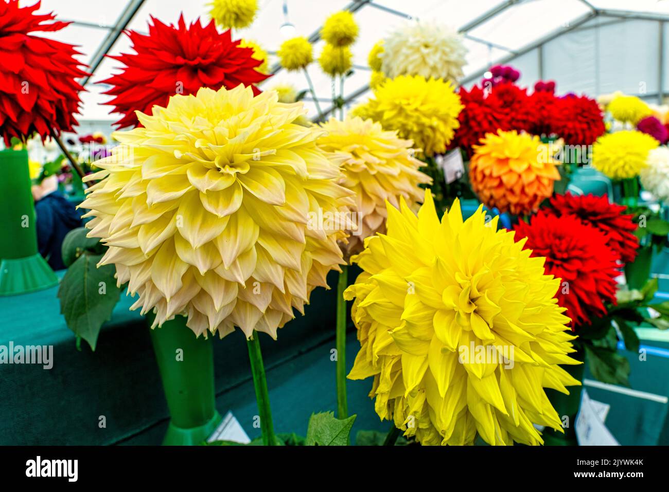 RHS Wisley Flower Show, September 2022 Stock Photo