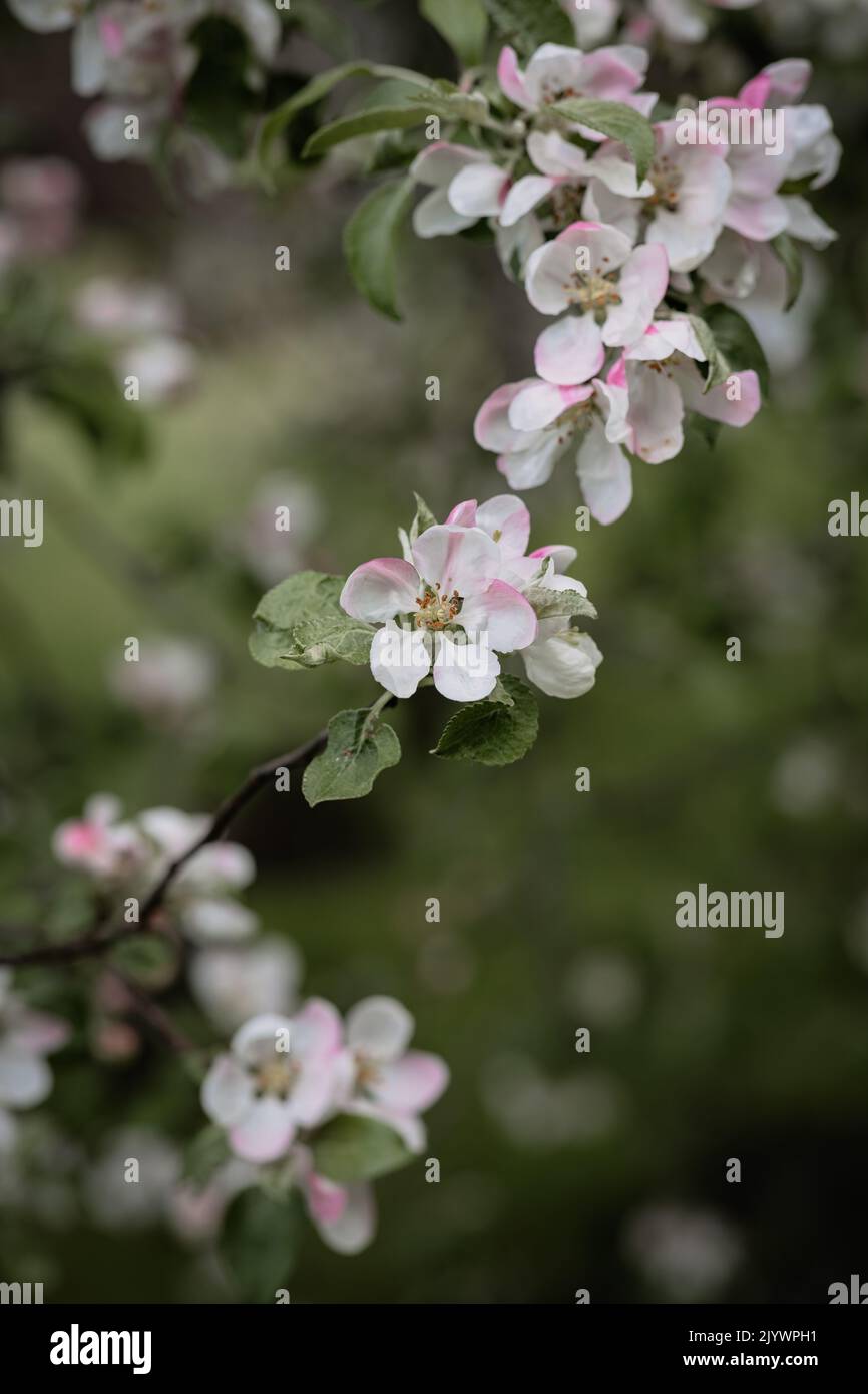 Soft blossoms hi-res stock photography and images - Alamy