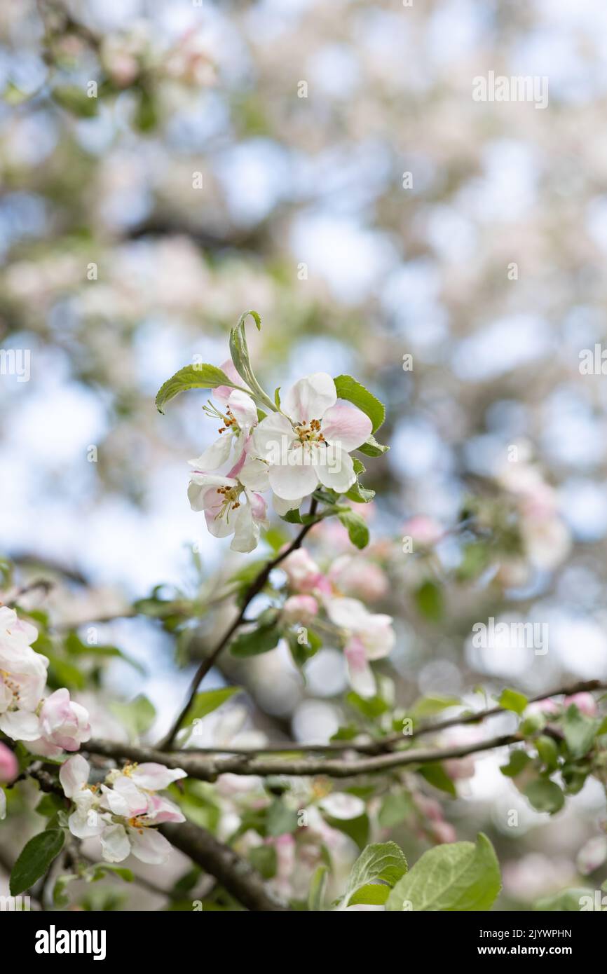 Soft pink apple blossoms in spring Stock Photo