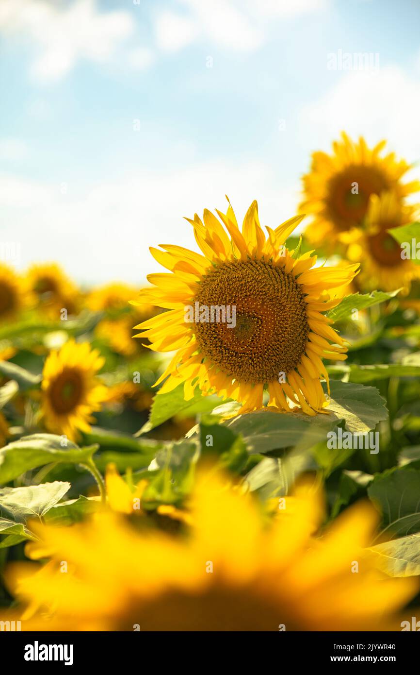 Sunflowers growing in a field of sunflowers during sunset Stock Photo ...