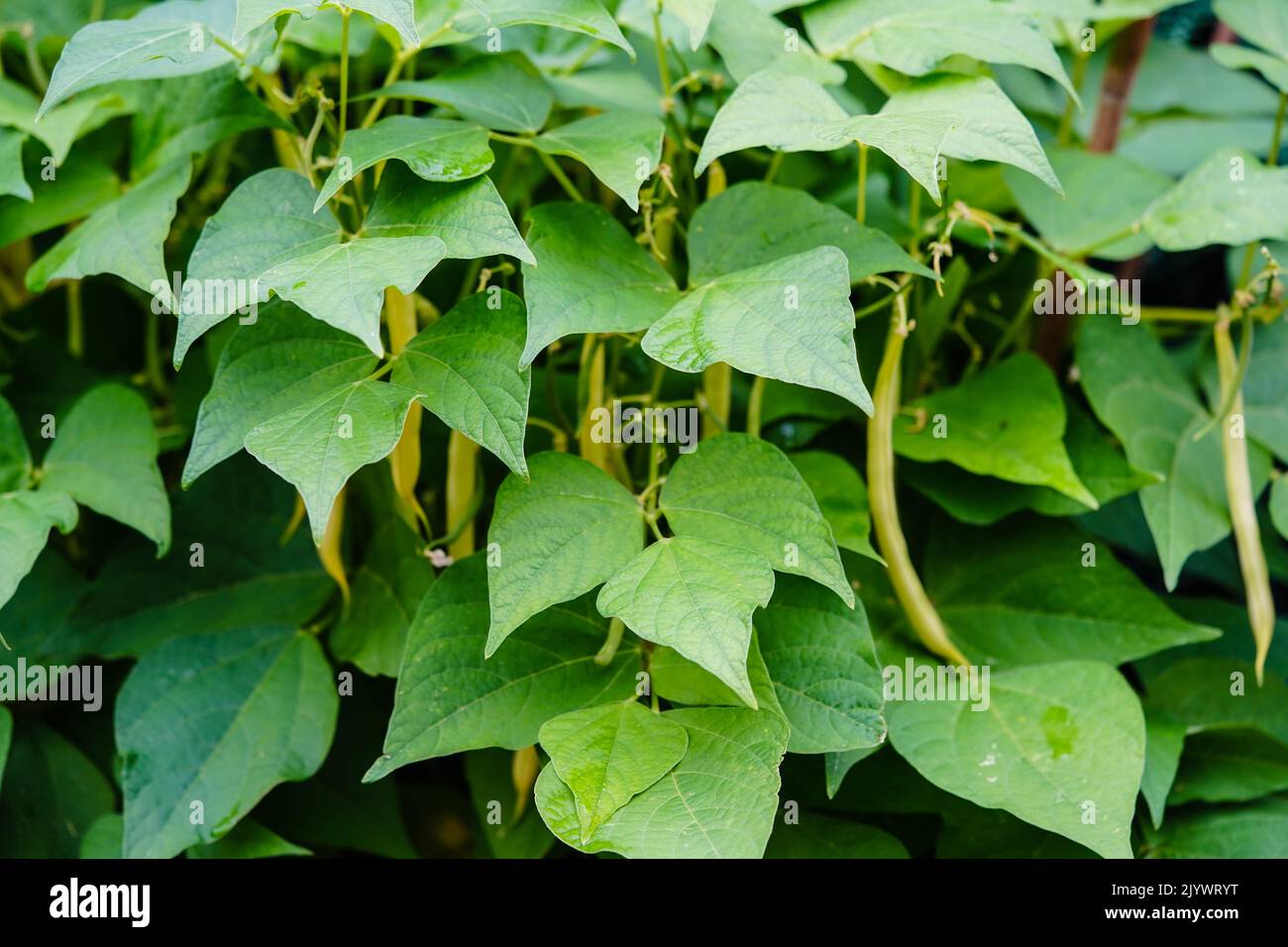 Garden beans Phaseolus vulgaris in the old land next to hamburg Stock