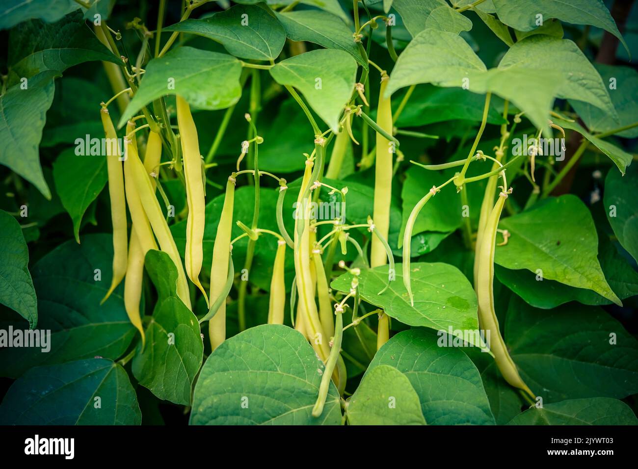 Garden beans Phaseolus vulgaris in the old land next to hamburg Stock