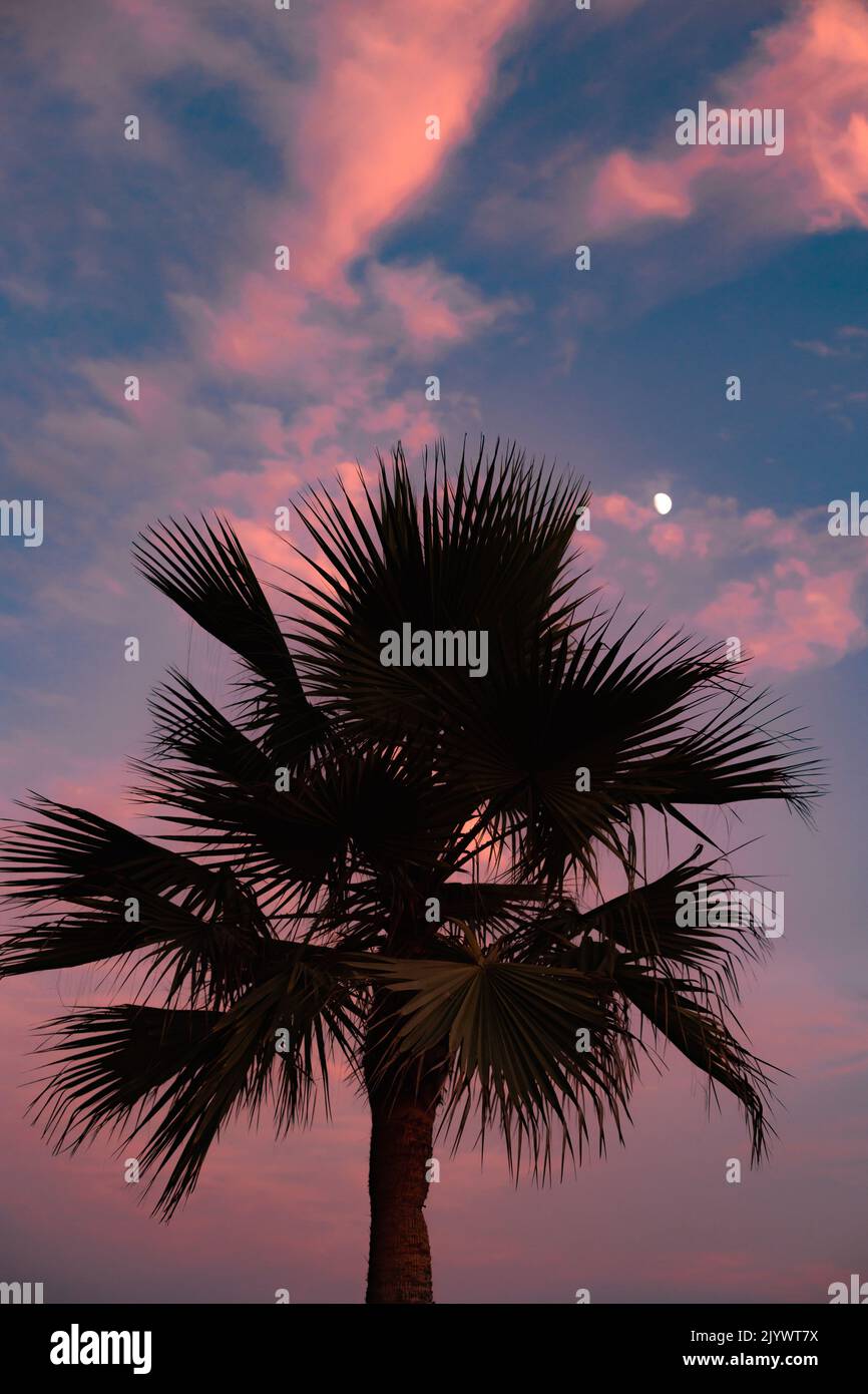 Big Palm tree with moon in the back at dusk Stock Photo