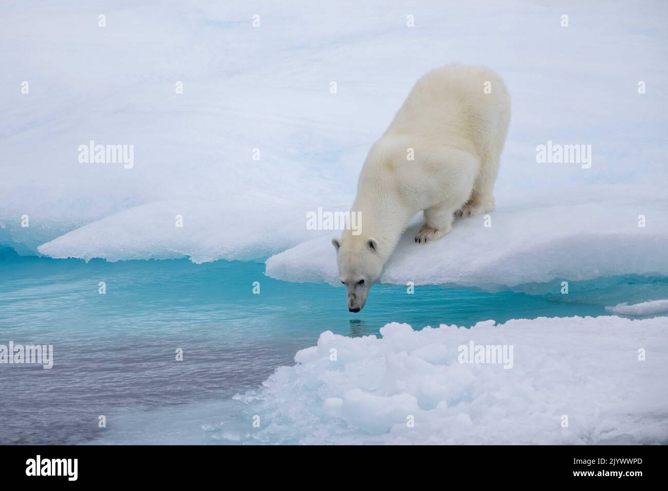 Polar bear on edge of ice floe smelling for nearby seal in the Viscount Melville Sound, Nunavut, Canada high arctic polar region. Stock Photo