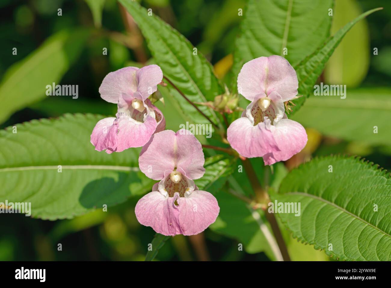 Blossoms of Himalayan balsam (Impatiens glandulifera). Stock Photo