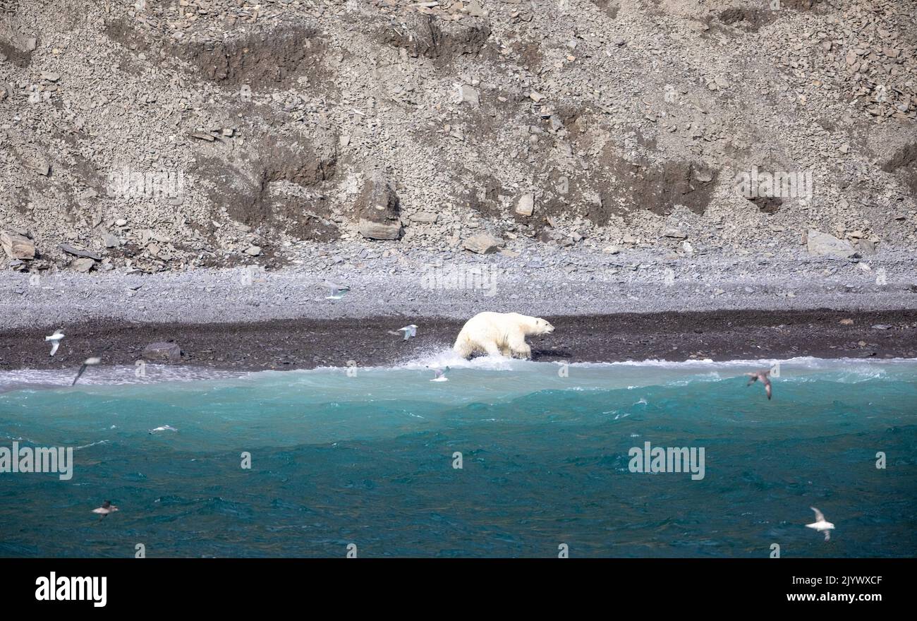 Polar bear hunting on coastline of Radstock Bay on Devon Island, Nunavut, Canada. Stock Photo