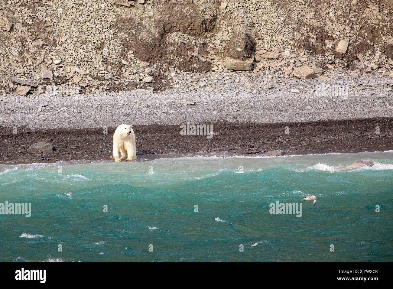 Polar bear hunting narwhal on coastline of Radstock Bay on Devon Island, Nunavut, Canada. Stock Photo