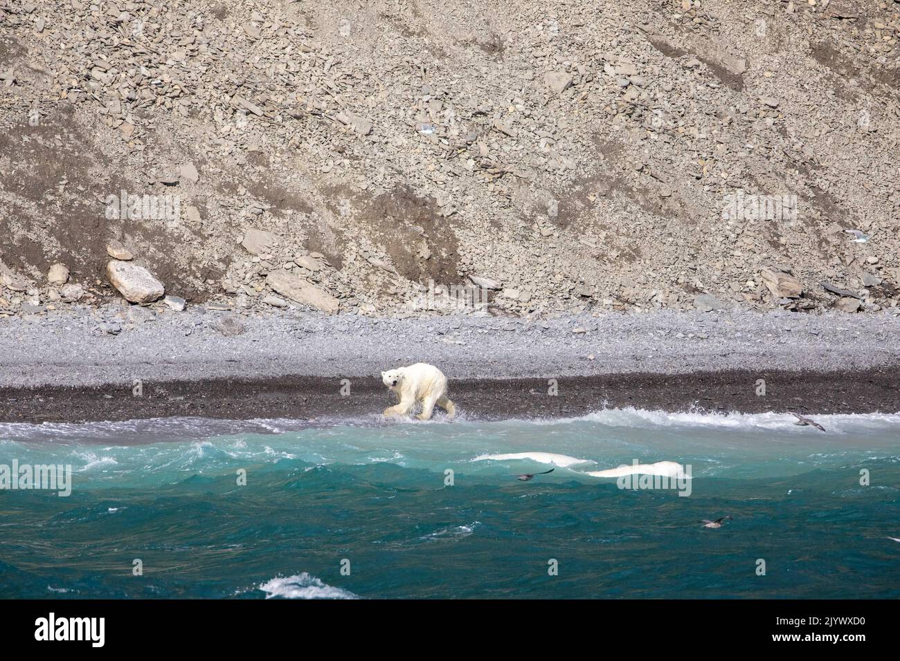 Polar bear hunting pod of beluga whales on coastline of Radstock Bay on